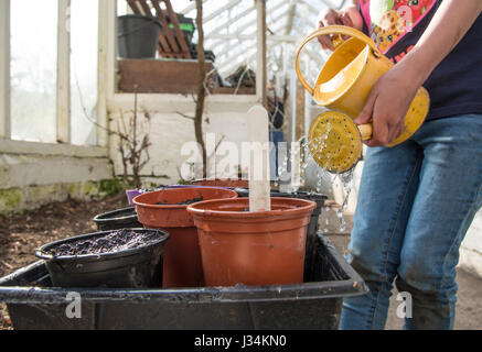 Une fillette de six ans travaillant dans une serre d'arroser les graines, à l'effritement, Lancashire. Banque D'Images