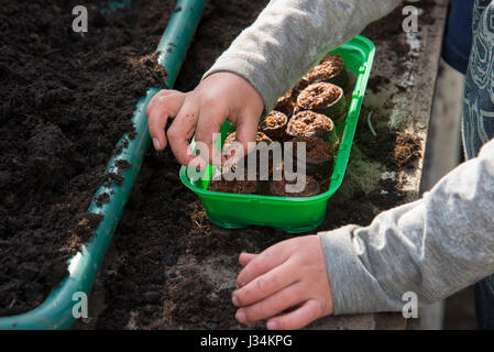 Un garçon de six ans qui travaillent dans une serre et planter des graines, à l'effritement, Lancashire. Banque D'Images