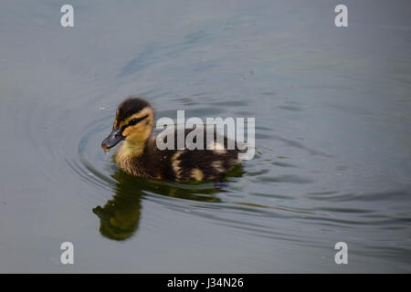 Seul jeune caneton colvert natation sur un lac Banque D'Images