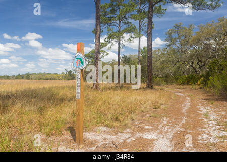 Le sentier de la Floride, une National Scenic Trail, qui serpente dans le sable et scrub pin Oak Hammock (habitats d'Hopkins Prairie en forêt nationale d'Ocala. Banque D'Images