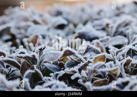 Détail des feuilles d'un buisson, visible avec des cristaux de glace se forment sur les bords des feuilles Banque D'Images