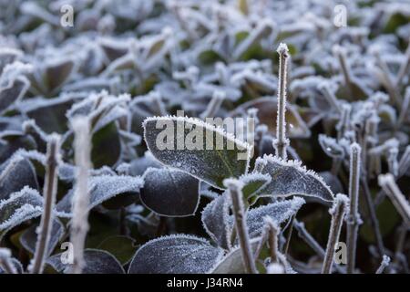 Détail des feuilles d'un buisson, visible avec des cristaux de glace se forment sur les bords des feuilles Banque D'Images