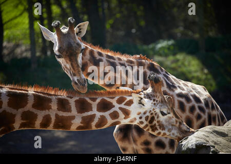 Girafe au zoo de Blackpool Banque D'Images