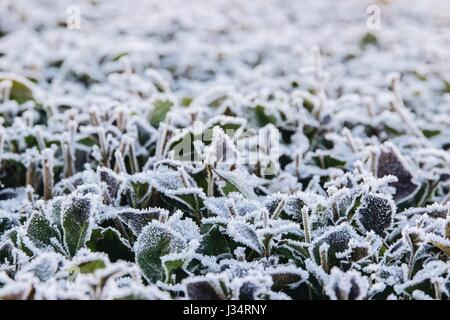 Détail des feuilles d'un buisson, visible avec des cristaux de glace se forment sur les bords des feuilles Banque D'Images