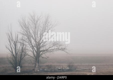 De vieux arbres dans la rivière à sec en hiver un jour brumeux, en Castilla y León, Espagne Banque D'Images