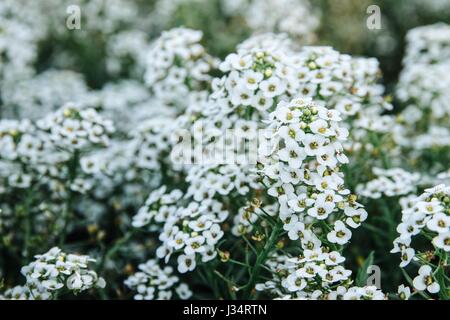 Bouquet de petites fleurs blanches en grappes Banque D'Images