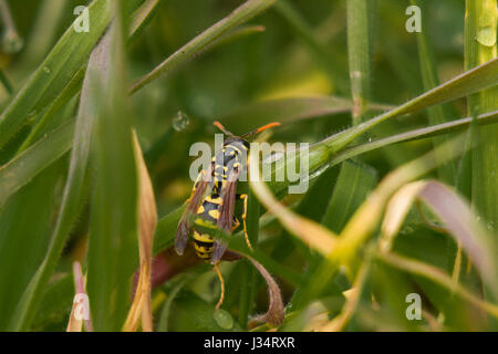 Wasp sur herbe de la rosée du matin Banque D'Images