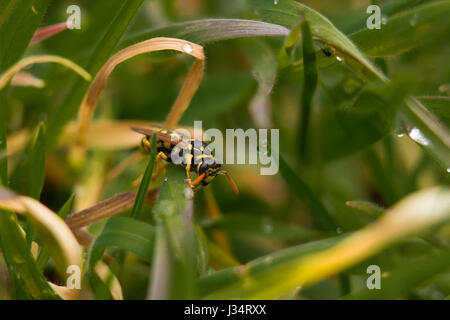 Wasp sur herbe de la rosée du matin Banque D'Images