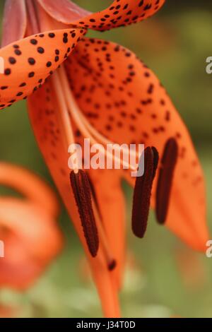 Close up à l'étamine d'une fleur lilium lancifolium Banque D'Images