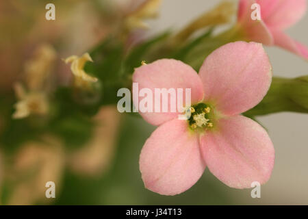 Gros plan de rose petite fleur dans une plante avec d'autres fleurs sèches Banque D'Images