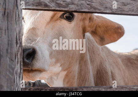 Grâce à la vache à soupçonneusement corral fence. Banque D'Images