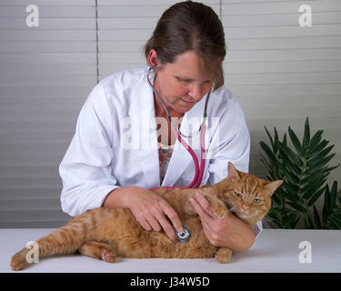 Parution du modèle de droit avec l'examen vétérinaire femelle orange Mâle tabby cat sur table d'examen Banque D'Images