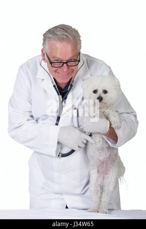 Parution de l'image modèle homme de race blanche âgées de l'examen vétérinaire chien caniche blanc avec un stéthoscope, isolé sur fond blanc Banque D'Images