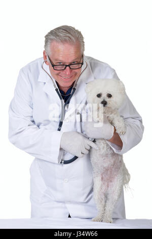 Parution de l'image modèle homme de race blanche âgées de l'examen vétérinaire chien caniche blanc avec un stéthoscope, isolé sur fond blanc Banque D'Images