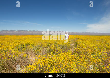 Homme debout dans un champ de fleurs sauvages dans la gamme Caliente sur le côté ouest de la plaine de Carrizo à San Luis Obispo County California USA Banque D'Images