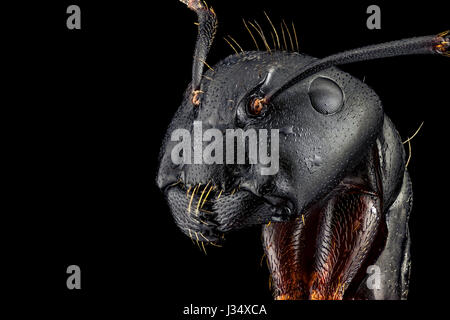 Extreme macro portrait d'une fourmi, précise et détaillée, grossie 4 fois par le biais d'un microscope. La largeur du cadre est de 5mm. Banque D'Images