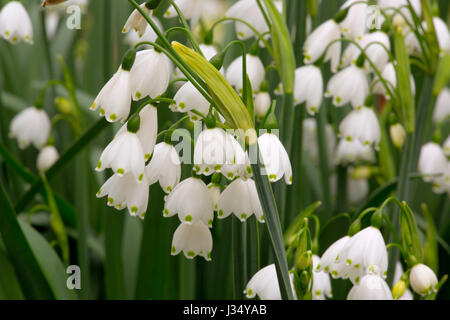 Lily Leucojum aestivum Famille Loddon Amaryllidaceae - également connu sous le nom de - été/Flocon géant Banque D'Images