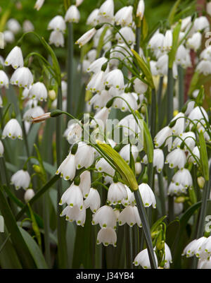 Lily Leucojum aestivum Famille Loddon Amaryllidaceae - également connu sous le nom de - été/Flocon géant Banque D'Images