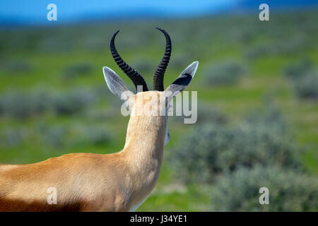 Antidorcas marsupialis springbok Springbok ( est l'animal d'Afrique du Sud) Banque D'Images