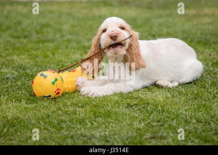 Happy happy spaniel chiot mâchant stick with toy Banque D'Images