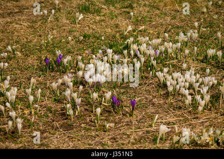 Fleurs de safran blanc l'essor dans les montagnes Banque D'Images