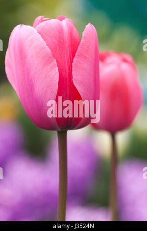 Tulipes roses dans le jardin de fleurs de Keukenhof, Lisse, pays-Bas. Tulipe hybride Darwin, Tulipa 'Salmon impression' Banque D'Images