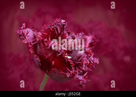 Pourpre simple tulip Banque D'Images
