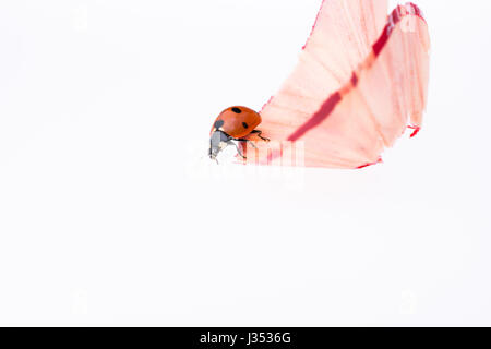 Marcher sur une Coccinelle rouge copeaux de crayon de couleur Banque D'Images