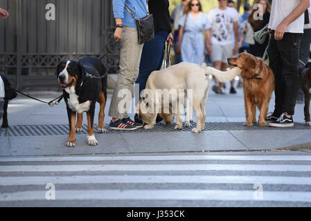 Les chiens debout devant road Banque D'Images