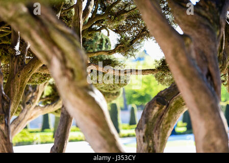 La Méditerranée cyprès (Cupressus sempervirens) : espèce est connue par de nombreux noms communs qui comprennent ; commun Cyprès, cyprès, Graveya Banque D'Images