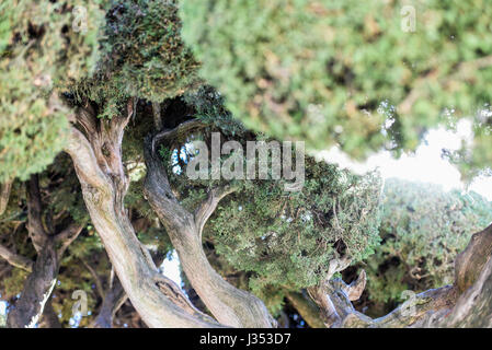 La Méditerranée cyprès (Cupressus sempervirens) : espèce est connue par de nombreux noms communs qui comprennent ; commun Cyprès, cyprès, Graveya Banque D'Images