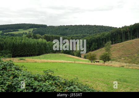 Collines dans la forêt d'Ardenne près de Erezee Banque D'Images