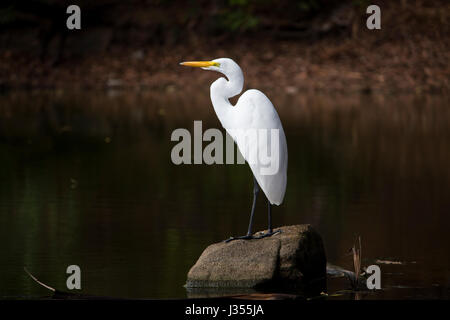 Grande Aigrette debout sur un rocher Banque D'Images