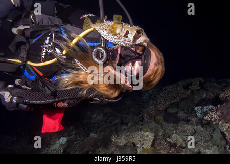 Femme de plongée sous marine et Noir-blotched Porcs-épics (Diodon liturosus) dans la nuit, l'Océan Indien, les Maldives Banque D'Images