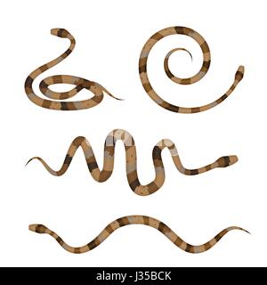 Collection de serpents venimeux ou Pythons brun isolé sur fond blanc. Vector illustration Illustration de Vecteur