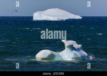 Terre-neuve, Canada. Le 1 mai, 2017 à bourguignons Outer Cove, Terre-Neuve Crédit : Gerry Whelan/Alamy Live News Banque D'Images