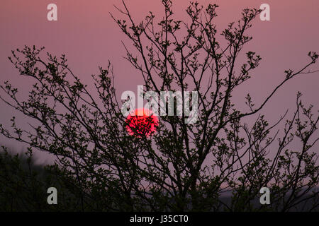 Southport, Lancashire, Royaume-Uni. Météo britannique. 2 mai 2017. Le concept de « ciel rouge la nuit, le bonheur du berger. Ciel rouge le matin, l'avertissement du berger apparaît d'abord dans l'Évangile de Matthieu. Il est souvent utilisé au lever du soleil. Crédit: MediaWorldImages/Alay Live News. Banque D'Images