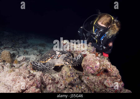 L'Océan indien, les Maldives. Mar 19, 2017. Femme plongeur et carapaces de tortue de mer (Eretmochelys imbricata) dans la nuit, l'Océan Indien, les Maldives Crédit : Andrey Nekrasov/ZUMA/ZUMAPRESS.com/Alamy fil Live News Banque D'Images