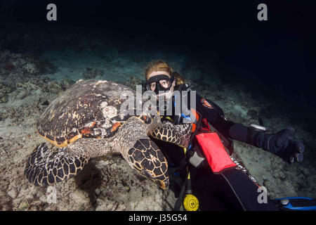 L'Océan indien, les Maldives. Mar 19, 2017. Femme plongeur et carapaces de tortue de mer (Eretmochelys imbricata) dans la nuit, l'Océan Indien, les Maldives Crédit : Andrey Nekrasov/ZUMA/ZUMAPRESS.com/Alamy fil Live News Banque D'Images