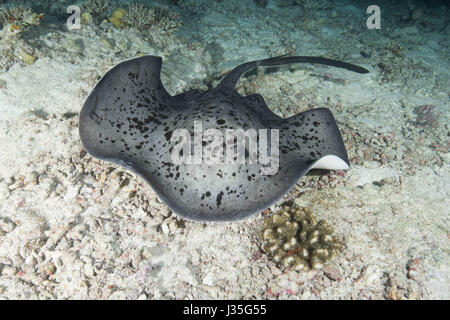 L'Océan indien, les Maldives. Mar 19, 2017. Ribbontail ronde ray (Taeniura meyeni) dans la nuit, l'Océan Indien, les Maldives Crédit : Andrey Nekrasov/ZUMA/ZUMAPRESS.com/Alamy fil Live News Banque D'Images