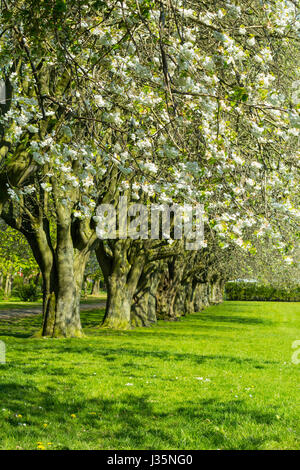 Dans Coatdyke Dunbeth Park North, Lanakrshire, Ecosse, UK, mardi, 03 mai, 20017, Météo France. Belle matinée de printemps dans le parc avec allée des arbres en fleurs et le temps ensoleillé. Credit : Malgorzata Larys/Alamy Live News Banque D'Images