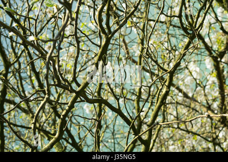 Dans Coatdyke Dunbeth Park North, Lanakrshire, Ecosse, UK, mardi, 03 mai, 20017, Météo France. Belle matinée de printemps dans le parc avec allée des arbres en fleurs et le temps ensoleillé. Credit : Malgorzata Larys/Alamy Live News Banque D'Images