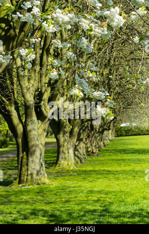 Dans Coatdyke Dunbeth Park North, Lanakrshire, Ecosse, UK, mardi, 03 mai, 20017, Météo France. Belle matinée de printemps dans le parc avec allée des arbres en fleurs et le temps ensoleillé. Credit : Malgorzata Larys/Alamy Live News Banque D'Images