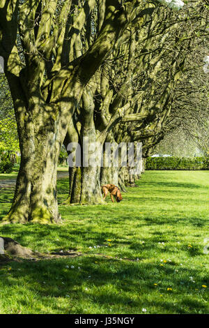 Dans Coatdyke Dunbeth Park North, Lanakrshire, Ecosse, UK, mardi, 03 mai, 20017, Météo France. Belle matinée de printemps dans le parc avec allée des arbres en fleurs et le temps ensoleillé. Credit : Malgorzata Larys/Alamy Live News Banque D'Images