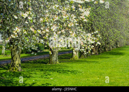 Dans Coatdyke Dunbeth Park North, Lanakrshire, Ecosse, UK, mardi, 03 mai, 20017, Météo France. Belle matinée de printemps dans le parc avec allée des arbres en fleurs et le temps ensoleillé. Credit : Malgorzata Larys/Alamy Live News Banque D'Images