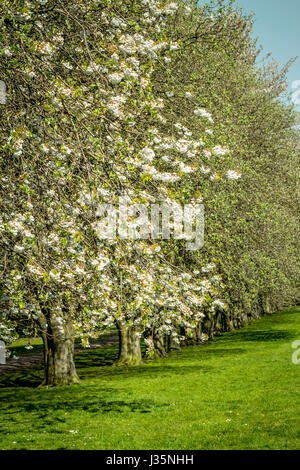 Dans Coatdyke Dunbeth Park North, Lanakrshire, Ecosse, UK, mardi, 03 mai, 20017, Météo France. Belle matinée de printemps dans le parc avec allée des arbres en fleurs et le temps ensoleillé. Credit : Malgorzata Larys/Alamy Live News Banque D'Images