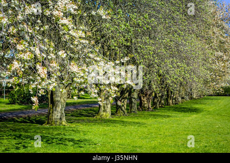 Dans Coatdyke Dunbeth Park North, Lanakrshire, Ecosse, UK, mardi, 03 mai, 20017, Météo France. Belle matinée de printemps dans le parc avec allée des arbres en fleurs et le temps ensoleillé. Credit : Malgorzata Larys/Alamy Live News Banque D'Images