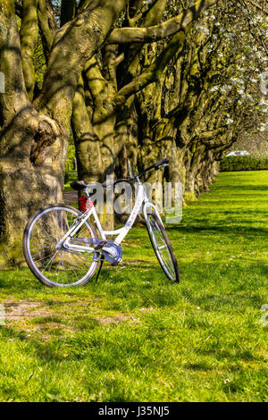 Dans Coatdyke Dunbeth Park North, Lanakrshire, Ecosse, UK, mardi, 03 mai, 20017, Météo France. Belle matinée de printemps dans le parc avec allée des arbres en fleurs et le temps ensoleillé. Credit : Malgorzata Larys/Alamy Live News Banque D'Images