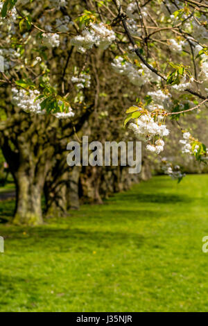 Dans Coatdyke Dunbeth Park North, Lanakrshire, Ecosse, UK, mardi, 03 mai, 20017, Météo France. Belle matinée de printemps dans le parc avec allée des arbres en fleurs et le temps ensoleillé. Credit : Malgorzata Larys/Alamy Live News Banque D'Images