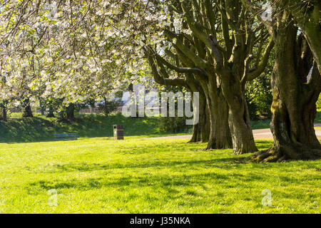 Dans Coatdyke Dunbeth Park North, Lanakrshire, Ecosse, UK, mardi, 03 mai, 20017, Météo France. Belle matinée de printemps dans le parc avec allée des arbres en fleurs et le temps ensoleillé. Credit : Malgorzata Larys/Alamy Live News Banque D'Images